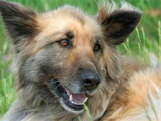 A collie-German shepherd mix is seen playing outdoors. German shepherds prove popular as both a pure breed and mixed-breed, according to the National Mutt Census.