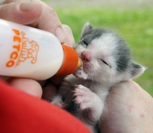 Toto the Miracle Kitten being bottle fed Sandy Robins Pet Lifestyle Expert