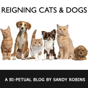 Sandy Robins Blog