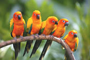 birds of paradise exhibition sandy robins pet lifestyle style expert