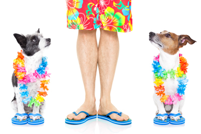 FLIP FLOPS FOR DOGS RESIGNING CATS AND DOGS BLOG APRIL FOOL