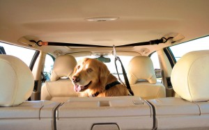 zipline to restrain a dog in a vehicle