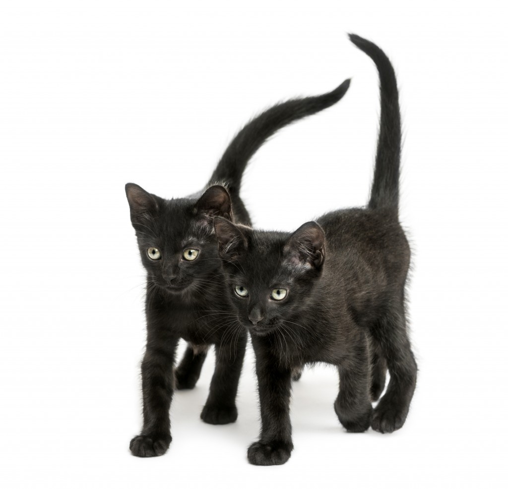 Two Black kittens walking the same direction, 2 months old, isolated on white