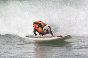 Unleashed by Petco Surf Dog Competition