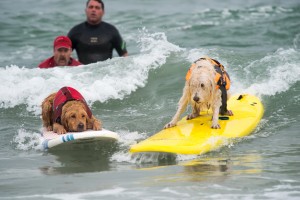 surf is up for pooches in California 