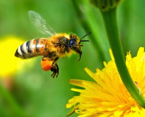 iamge of bees