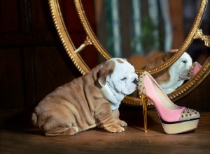 Cute english bulldog puppy with a sexy pink shoe