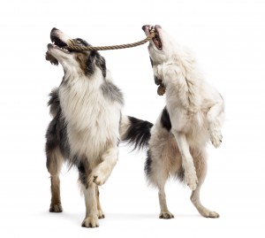 Border Collie and Australian Shepherd playing with a rope against white background