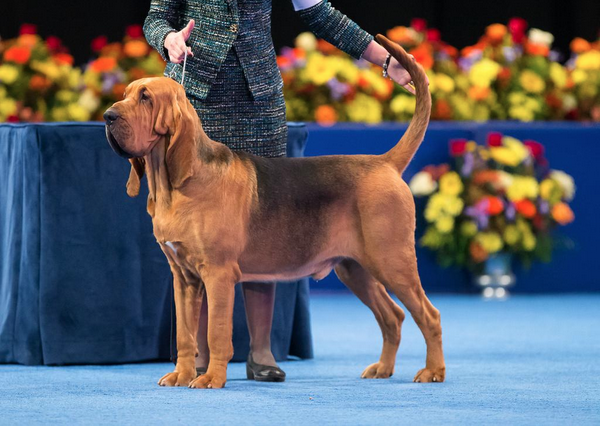 Lst year's National Dog Show winner was Nathan the Bloodhound