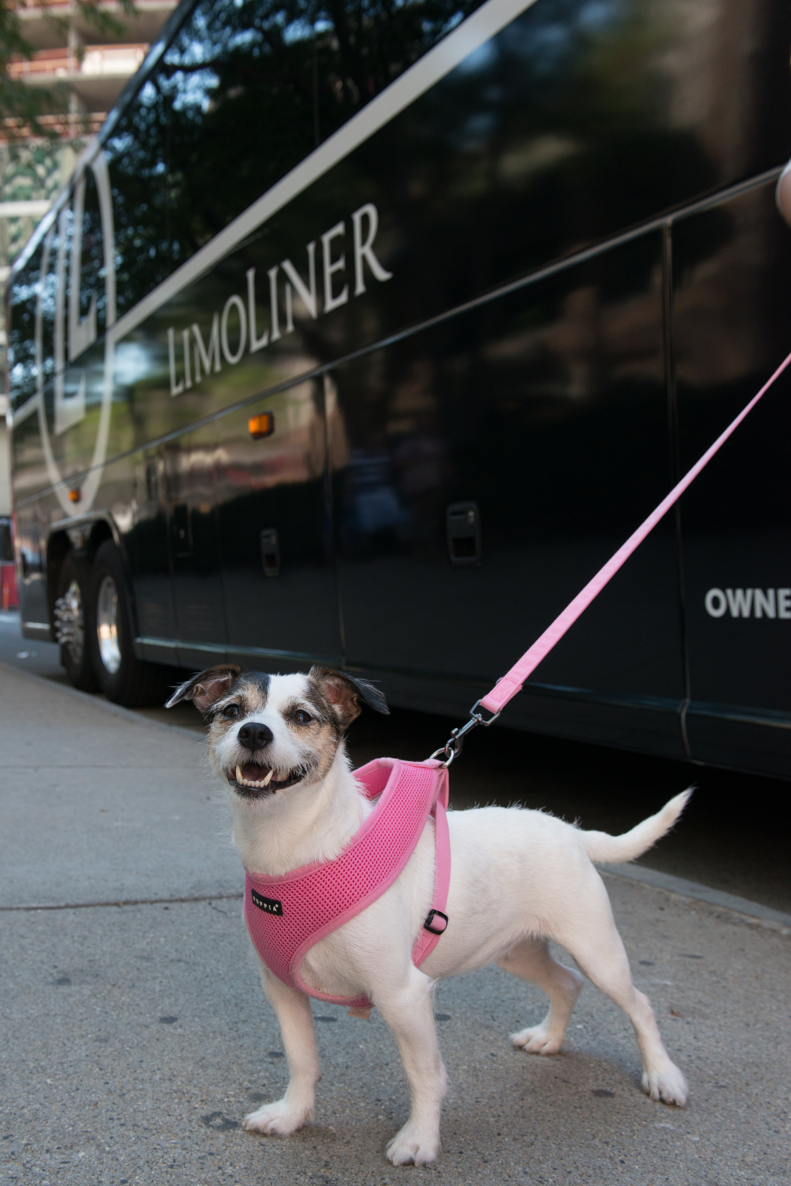 Traveling with pets between New York and Boston just got easier