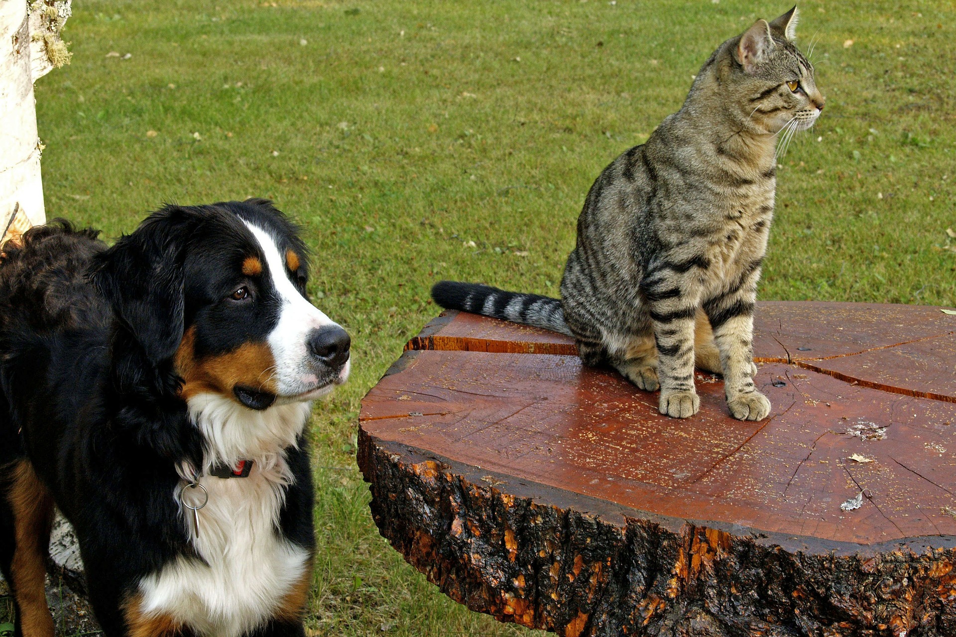 Diabetes on the rise amongst both cats and dogs. It can be controlled with careful management