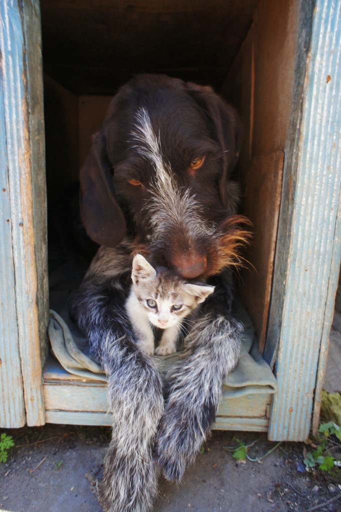 Cats and Dogs surrendered every year