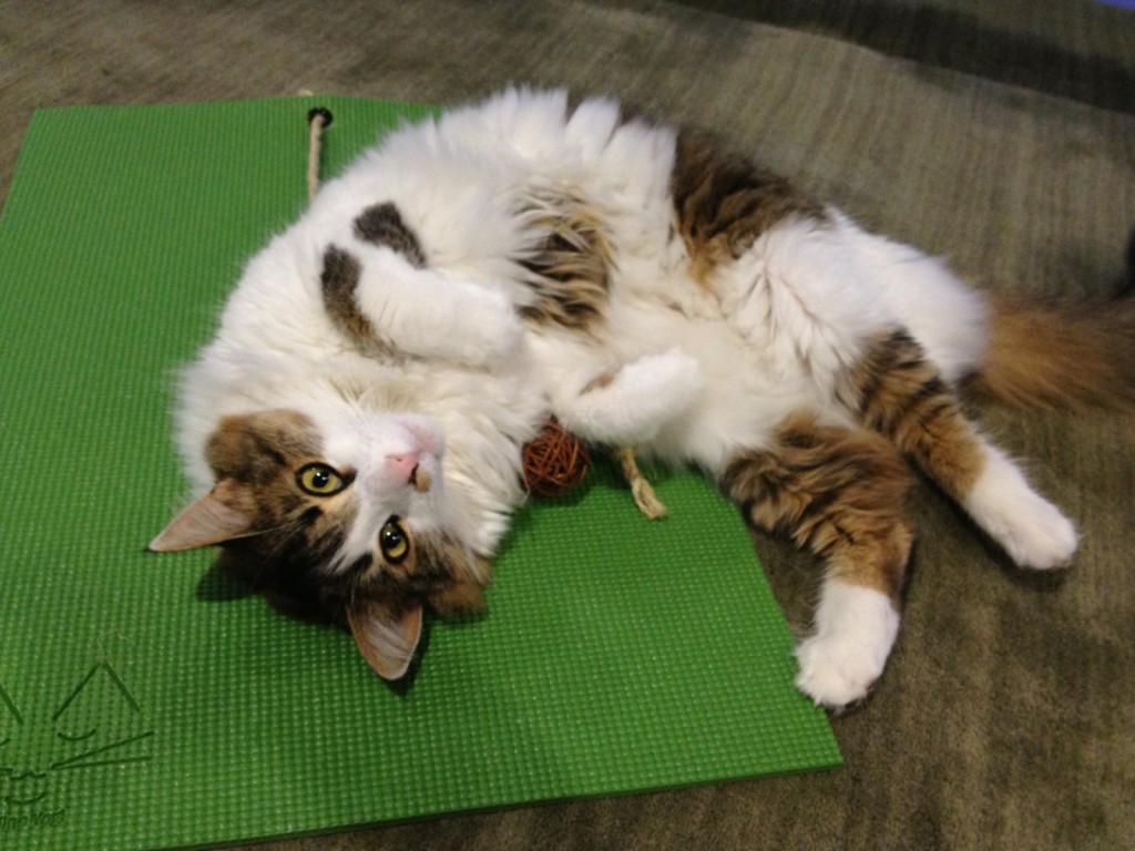 Feline Yogi yoga mat for cats. A great scratching alternative for felines.