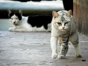 Community Cats is coming a popular "title" for feral cats