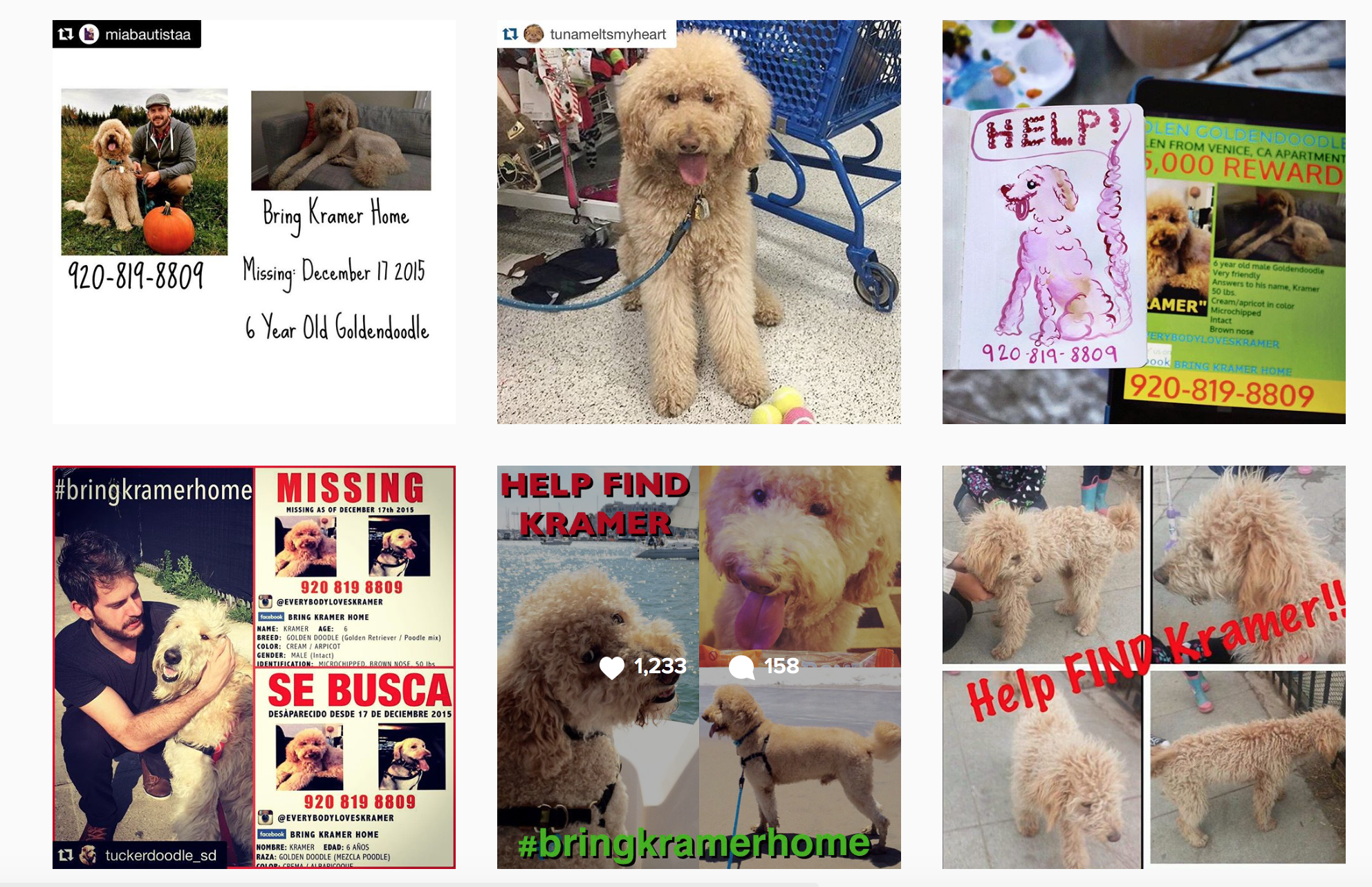 Social Media Brings Lost Dog Home