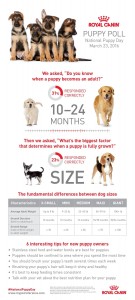 Royal Canin conducted a puppy poll to find out if Americans really know when puppies reach adulthood and the findings may surprise you. (PRNewsFoto/Royal Canin)