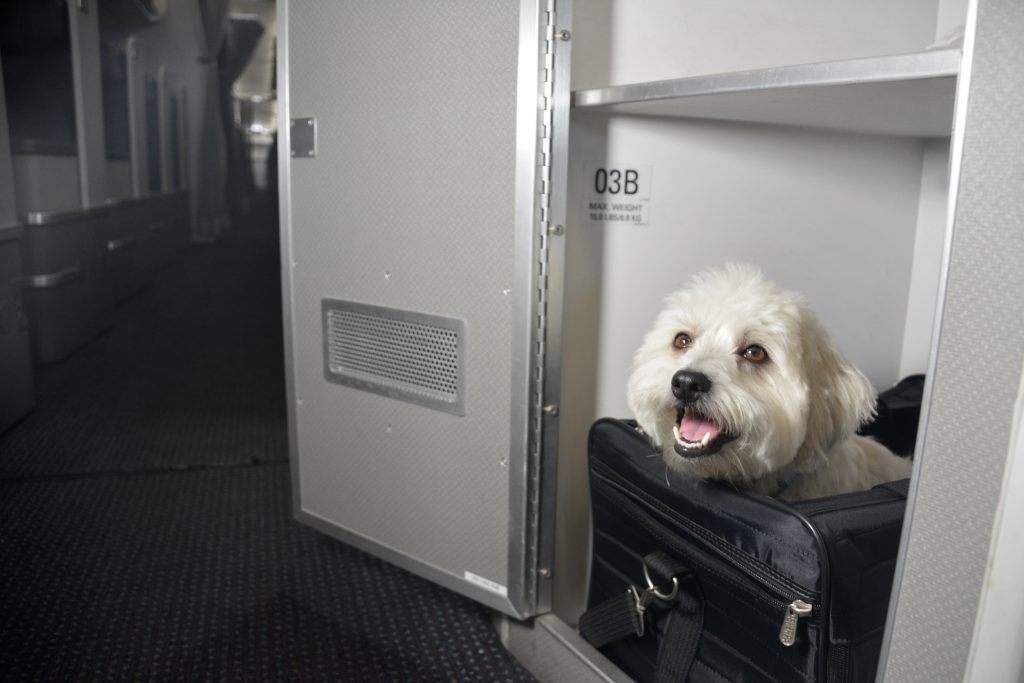 Special Accommodation for pets in first class on certain American Airlines flights 