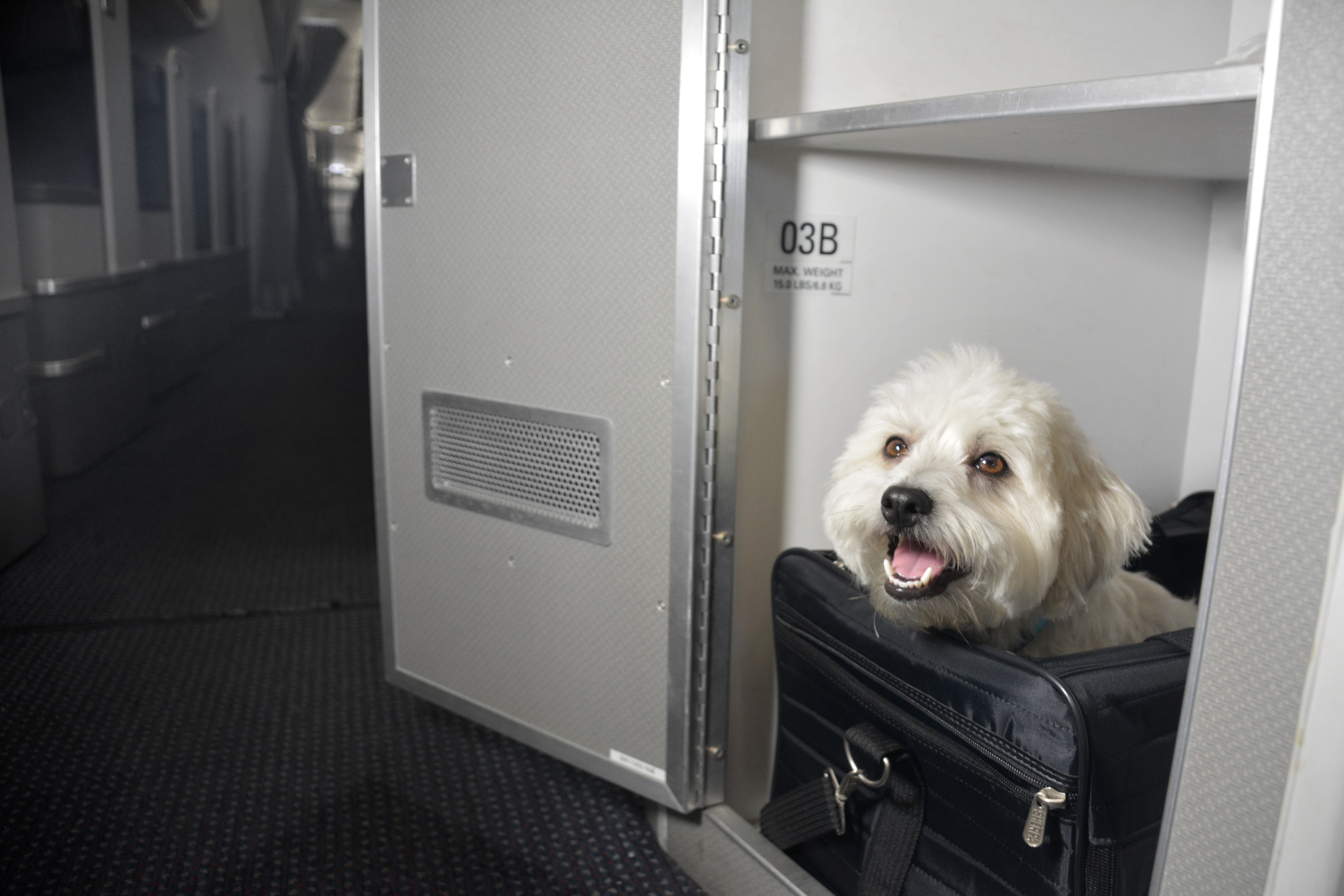 Special Accommodation for pets in first class on certain American Airlines flights