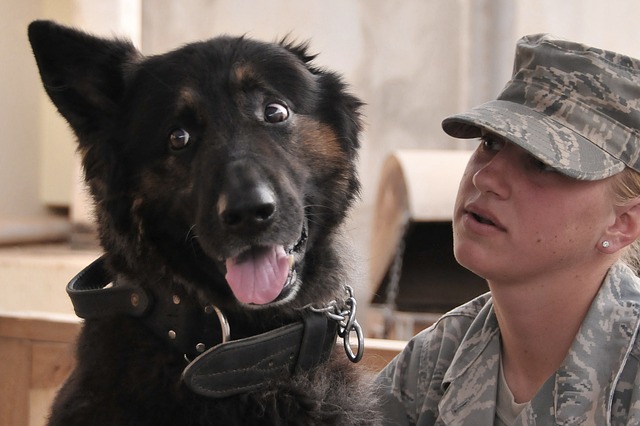vote for your favorite military charity that works with pets