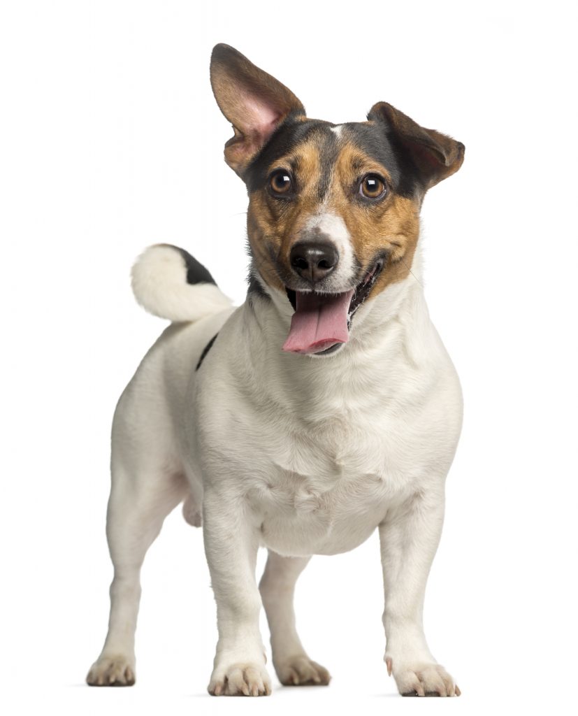 A glossy coat and boundless energy are signs that your dog is getting the nutrition he needs
