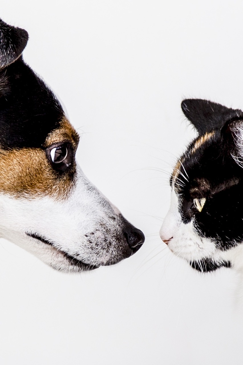 what you need to know about cat and dog food and treat recalls